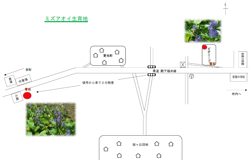 ミズアオイ生育地